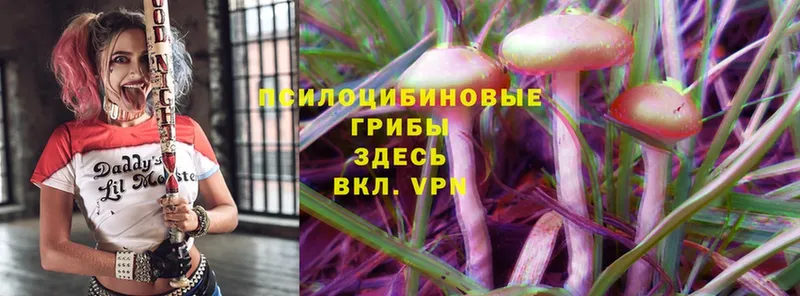 hydra ССЫЛКА  где купить наркоту  Углегорск  shop формула  Псилоцибиновые грибы Psilocybe 